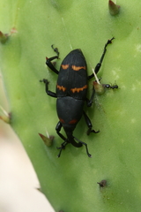 Cactophagus spinolae