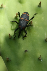 Cactophagus spinolae