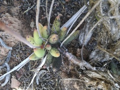 Adromischus filicaulis