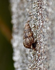 Annulariidae