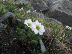 Callianthemum sajanense