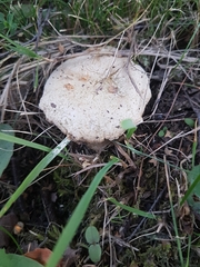 Fungi