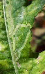 Phytomyza spinaciae
