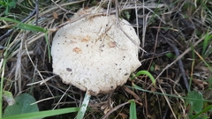 Fungi