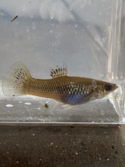 Poecilia sphenops