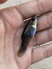 Poecilia sphenops