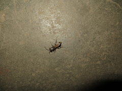 Sceliphron curvatum