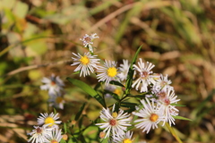 Symphyotrichum novi-belgii elodes
