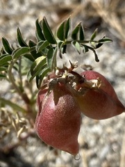 Astragalus gruinus