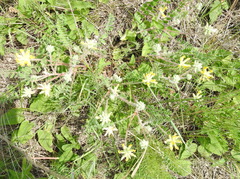 Astragalus dasyanthus