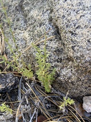Galium wigginsii