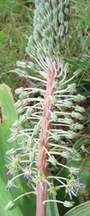 Ledebouria zebrina