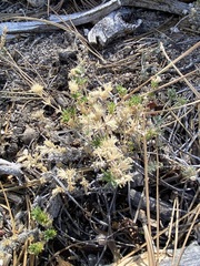 Leptosiphon melingii