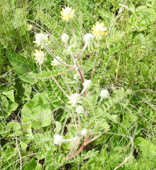 Astragalus dasyanthus