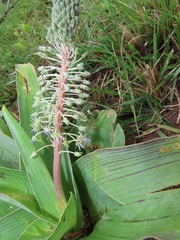 Ledebouria zebrina