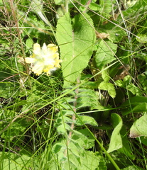 Astragalus dasyanthus
