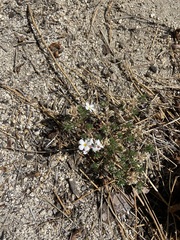 Leptosiphon melingii