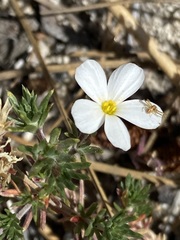 Leptosiphon melingii