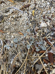 Acmispon argyraeus argyraeus