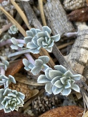 Acmispon argyraeus argyraeus