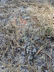 Eriogonum wrightii oresbium
