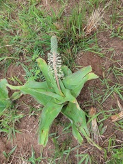 Ledebouria zebrina