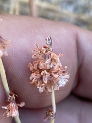 Eriogonum wrightii oresbium
