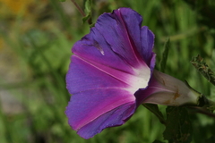 Ipomoea stans