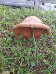 Fungi