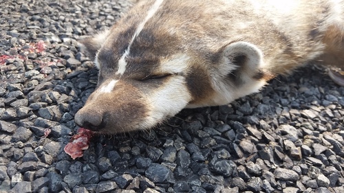 American Badger photographed in Washington