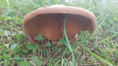 Fungi