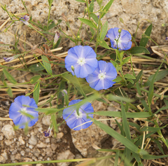 Evolvulus arizonicus