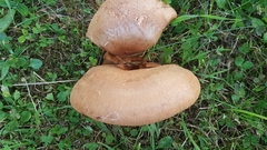 Fungi