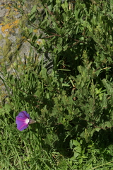 Ipomoea stans