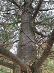 Pinus strobus
