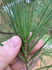 Pinus strobus