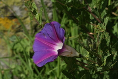 Ipomoea stans