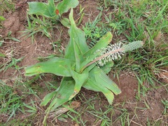 Ledebouria zebrina