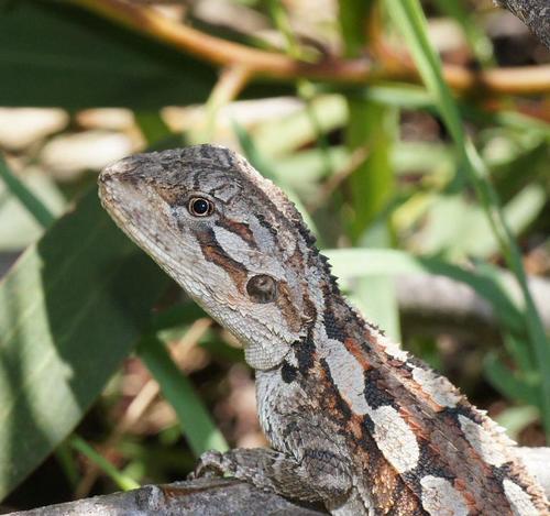 Jacky Dragon, photo 5 of 7