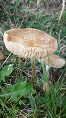 Fungi