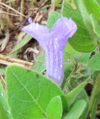 Ruellia cordata