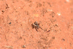 Evarcha madagascariensis