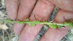 Platanthera elongata