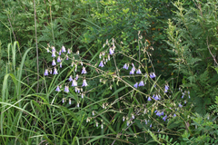 Adenophora divaricata