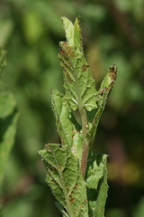 Ipomoea stans