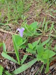 Ruellia cordata