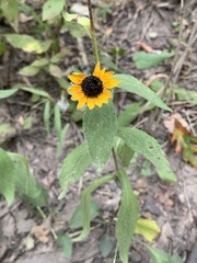Sanvitalia procumbens