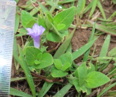 Ruellia cordata