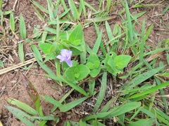Ruellia cordata