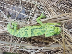 Chamaeleo chamaeleon
